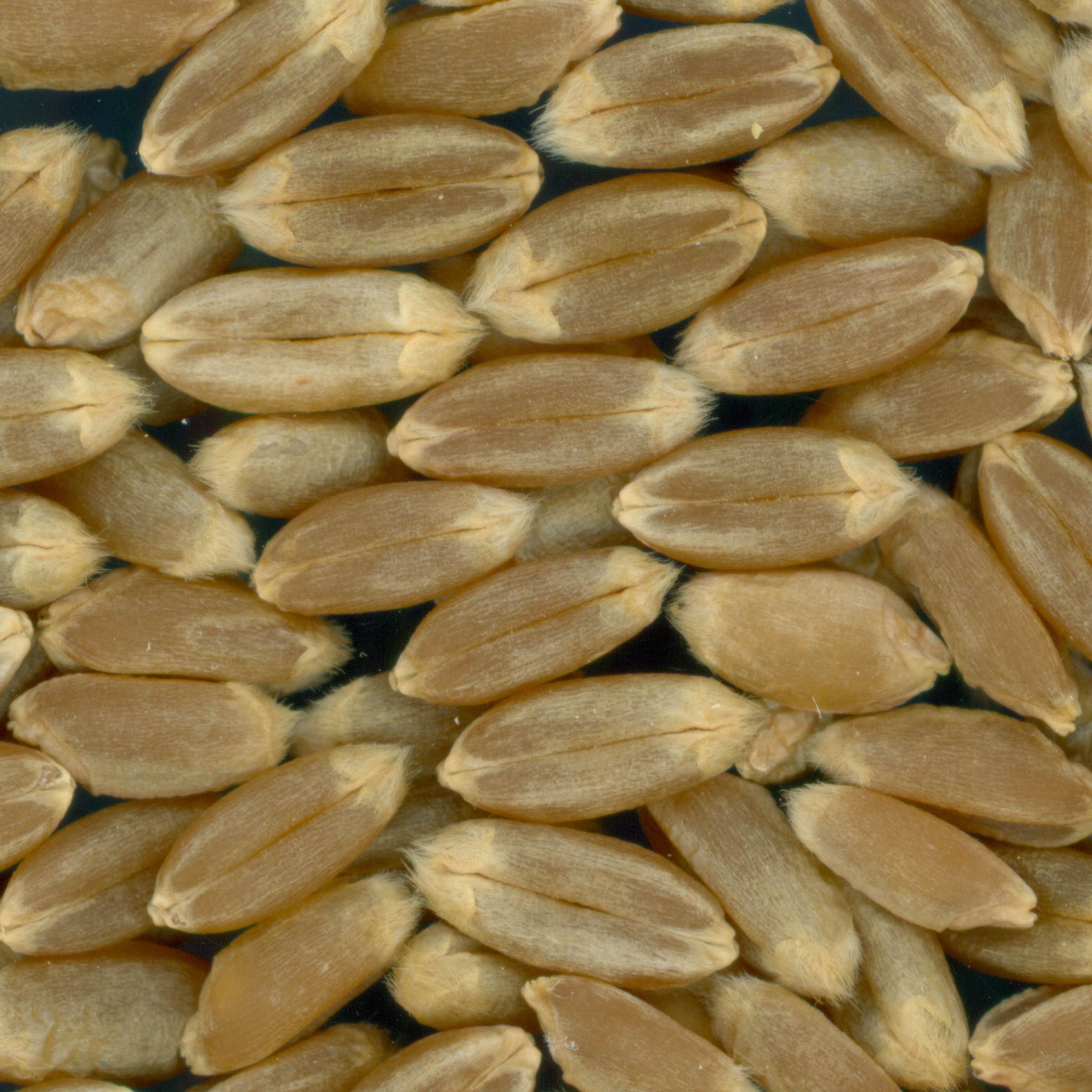 KERNELS